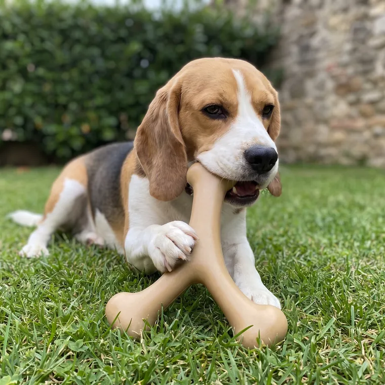 Beagle in giardino che mastica l'osso in nylon