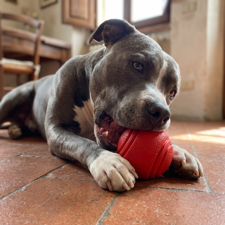Rocco, pitbull, che morde la palla in gomma