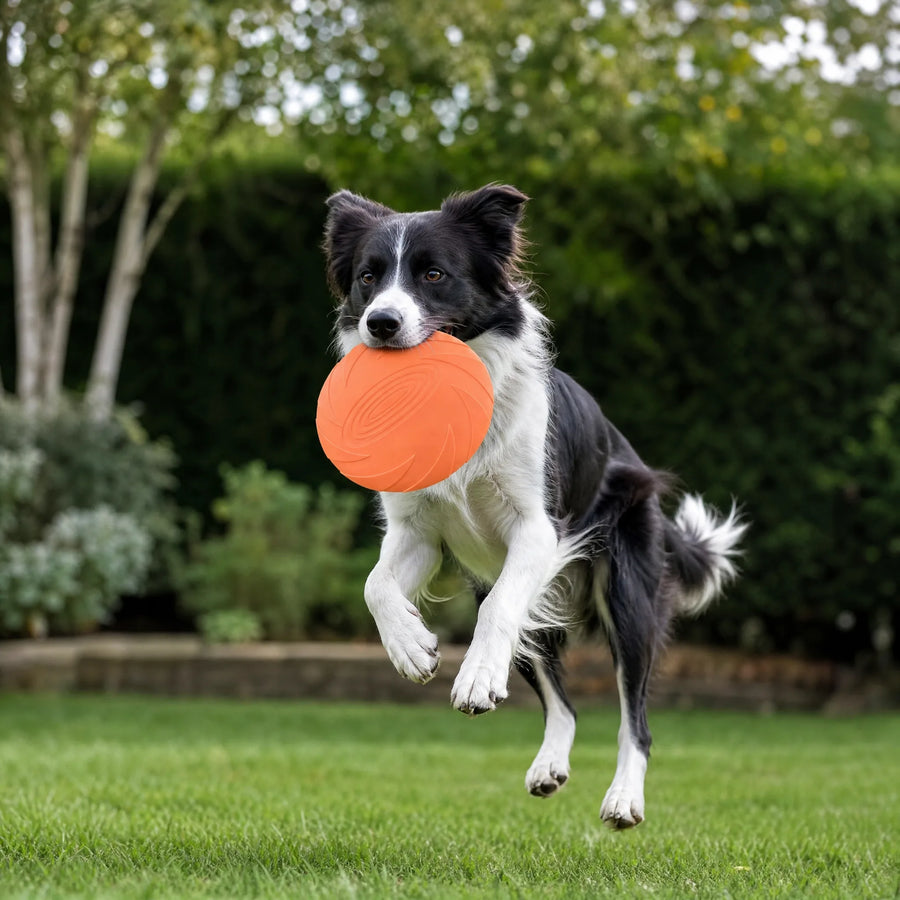 Cane che prende il frisbee in silicone