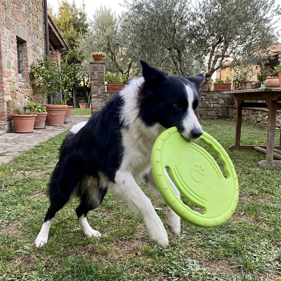 Cane che riporta il frisbee